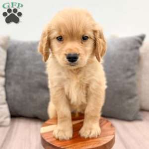 Alex, Golden Retriever Puppy