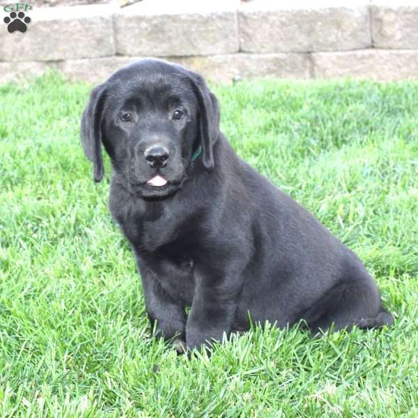 Slater, Black Labrador Retriever Puppy