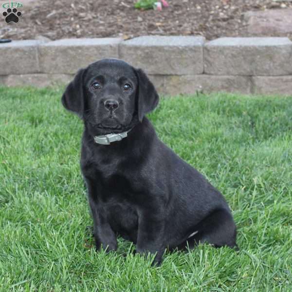 Ember, Black Labrador Retriever Puppy