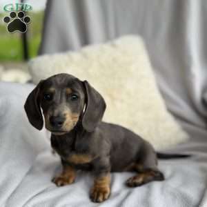 Mandy, Dachshund Puppy