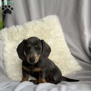 Mandy, Dachshund Puppy