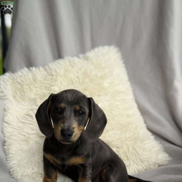 Mandy, Dachshund Puppy