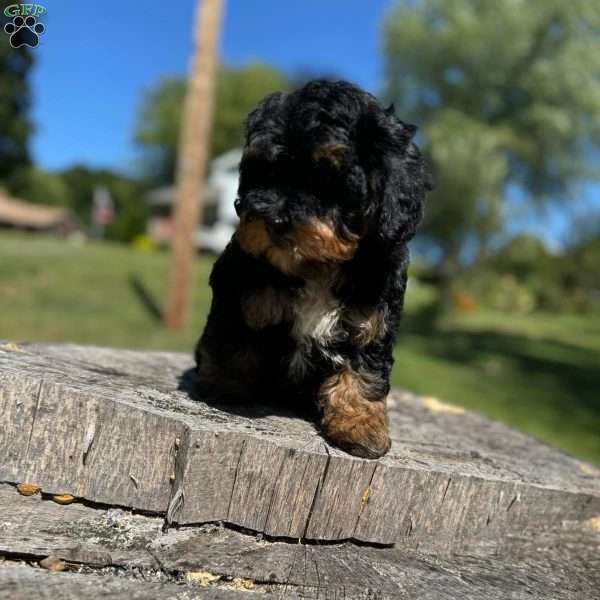 King, Yorkie Poo Puppy