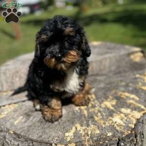 King, Yorkie Poo Puppy