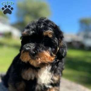 King, Yorkie Poo Puppy