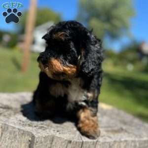 King, Yorkie Poo Puppy