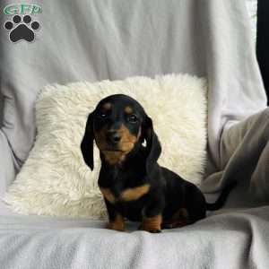 Daisy, Dachshund Puppy