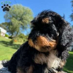King, Yorkie Poo Puppy
