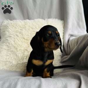 Daisy, Dachshund Puppy