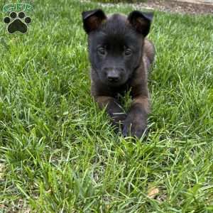 Callie, Belgian Malinois Puppy