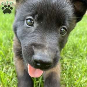 Callie, Belgian Malinois Puppy