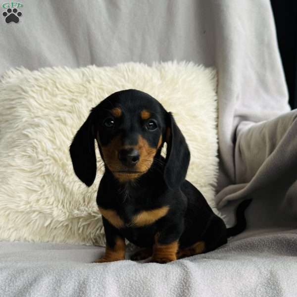 Daisy, Dachshund Puppy