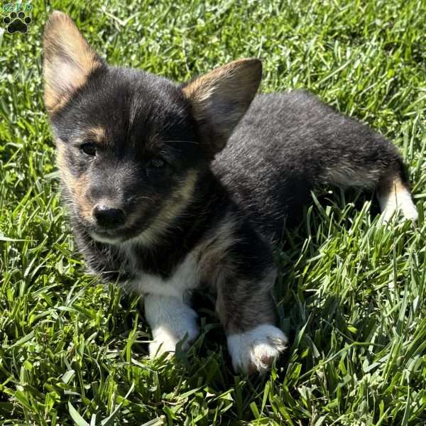 Natalie, Pembroke Welsh Corgi Puppy