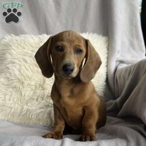 Angel, Dachshund Puppy