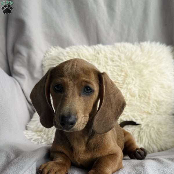 Angel, Dachshund Puppy
