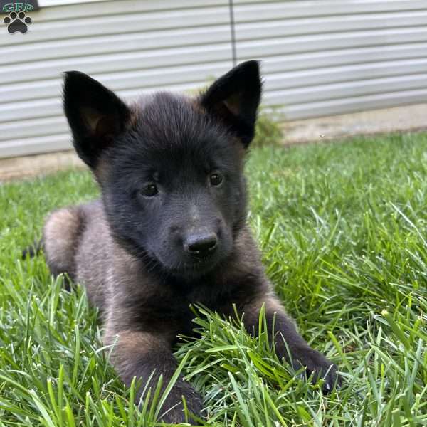 Ivy, Belgian Malinois Puppy