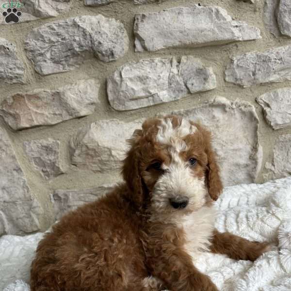 Tristan, Mini Bernedoodle Puppy