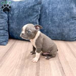 Chase, Boston Terrier Puppy