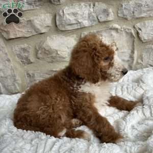 Tristan, Mini Bernedoodle Puppy