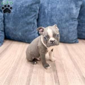 Chase, Boston Terrier Puppy