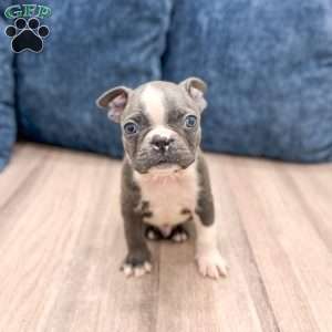 Chase, Boston Terrier Puppy