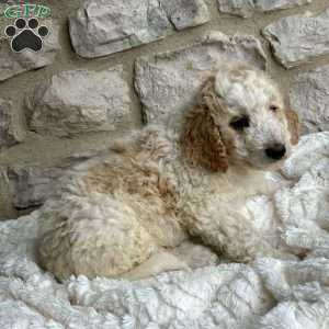 Siegfried, Mini Bernedoodle Puppy