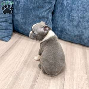 Chase, Boston Terrier Puppy