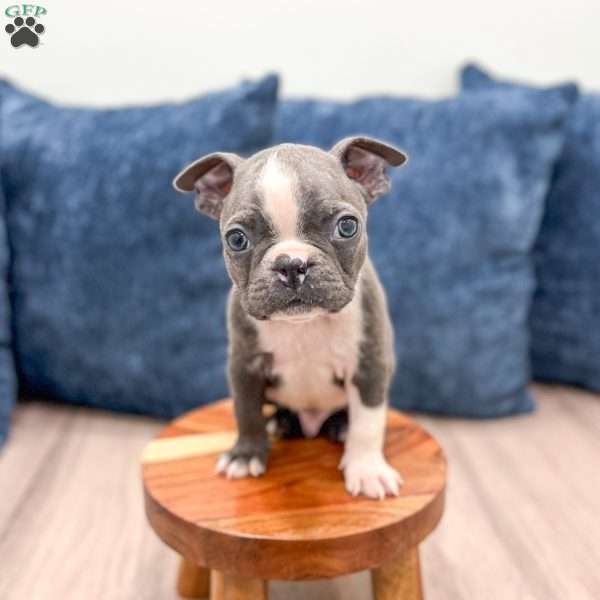 Chase, Boston Terrier Puppy