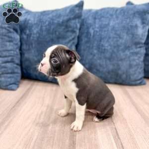 Quinn, Boston Terrier Puppy