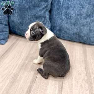 Quinn, Boston Terrier Puppy