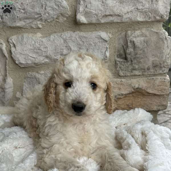 Siegfried, Mini Bernedoodle Puppy