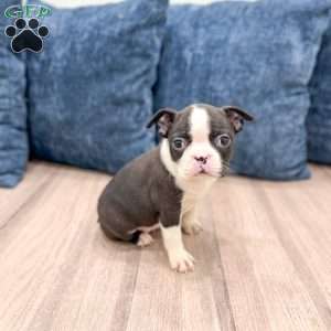 Quinn, Boston Terrier Puppy