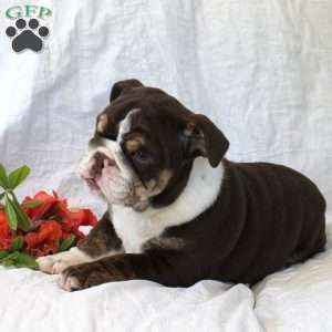 Isabella, English Bulldog Puppy
