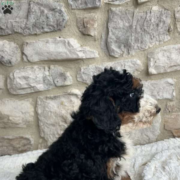 Jenny, Mini Bernedoodle Puppy