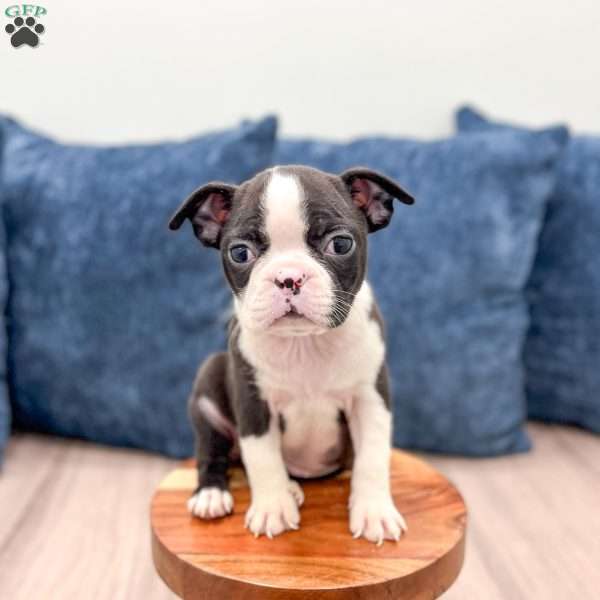Quinn, Boston Terrier Puppy