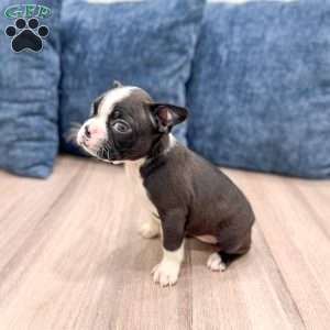 Kelsey, Boston Terrier Puppy