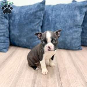Kelsey, Boston Terrier Puppy