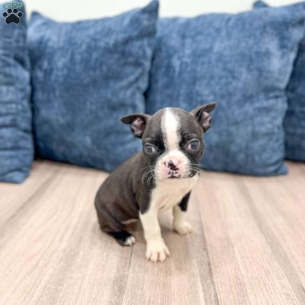 Kelsey, Boston Terrier Puppy