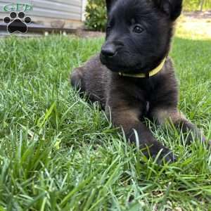 Callie, Belgian Malinois Puppy