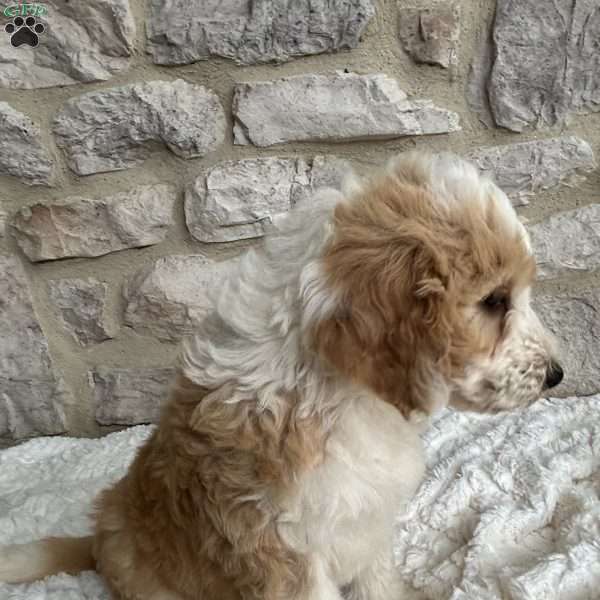 James, Mini Bernedoodle Puppy
