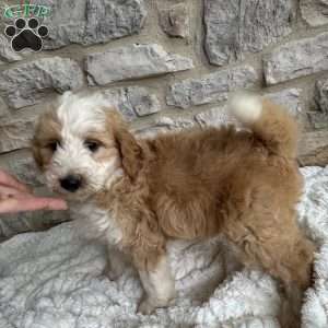 James, Mini Bernedoodle Puppy