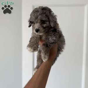 Joey Blue merle teacup, Toy Poodle Puppy