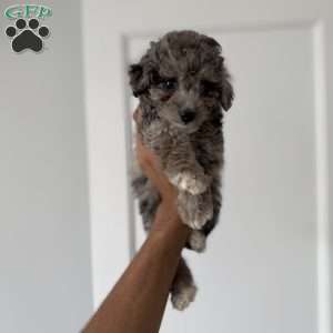 Joey Blue merle teacup, Toy Poodle Puppy