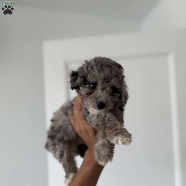 Joey Blue merle teacup, Toy Poodle Puppy