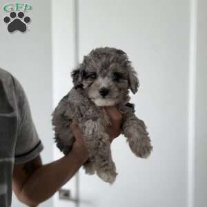 Joey Blue merle teacup, Toy Poodle Puppy