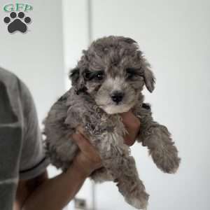 Joey Blue merle teacup, Toy Poodle Puppy