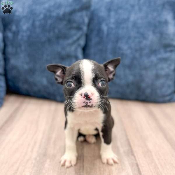 Kelsey, Boston Terrier Puppy