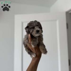Timmy Blue merle teacup, Toy Poodle Puppy