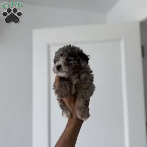 Timmy Blue merle teacup, Toy Poodle Puppy