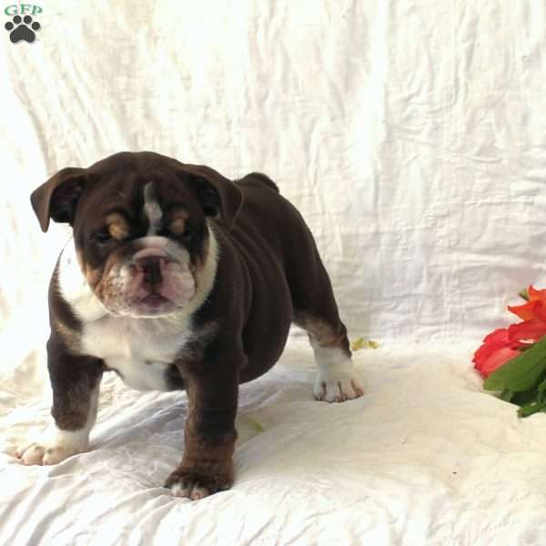 Isabella, English Bulldog Puppy